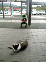 ねこさんとにらめっこ