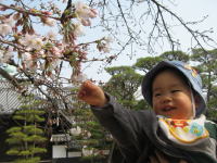 桜きれいです
