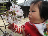 桜、きれいですね