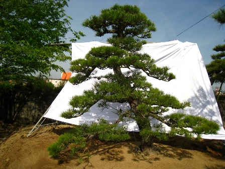 庭木の松